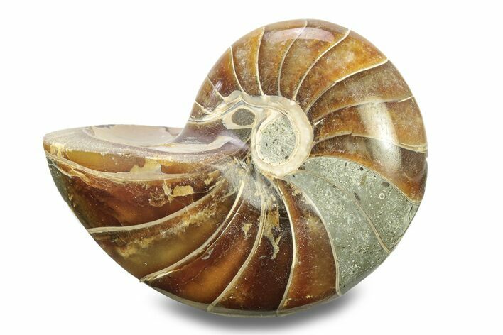Polished Fossil Nautilus - Madagascar #280035